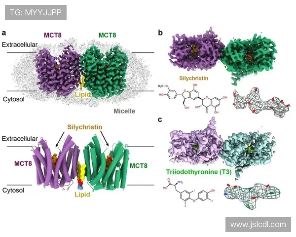 武汉排球队意识表现分析：数据揭示团队协作与竞技状态的关系